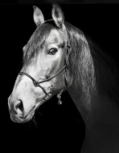 Zwarte paard in een halter en een donkere manen en een witte gloed op zijn hoofd op een zwarte achtergrond — Stockfoto