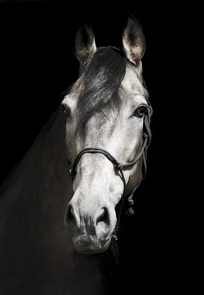 Caballo negro en un halter y una melena oscura y un blanco resplandor en su cabeza sobre un fondo negro —  Fotos de Stock