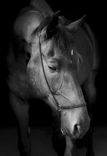 bir yular ve karanlık bir yele ve başını bir siyah arka plan üzerine beyaz bir yangın siyah at