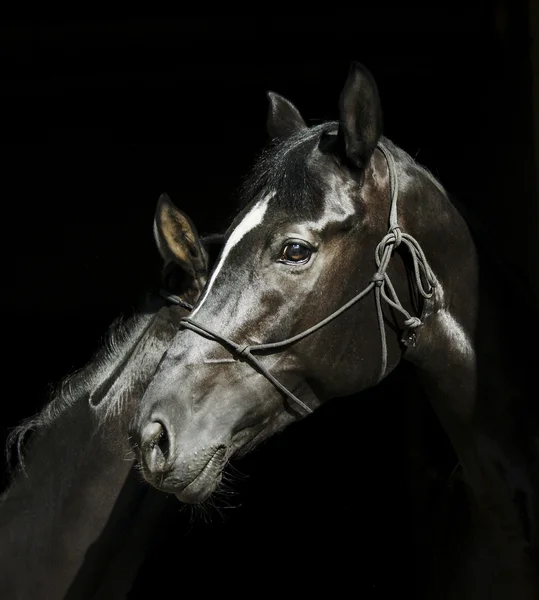 Dos caballos negros con un fuego blanco en la cabeza con halter están de pie uno al lado del otro sobre un fondo negro —  Fotos de Stock