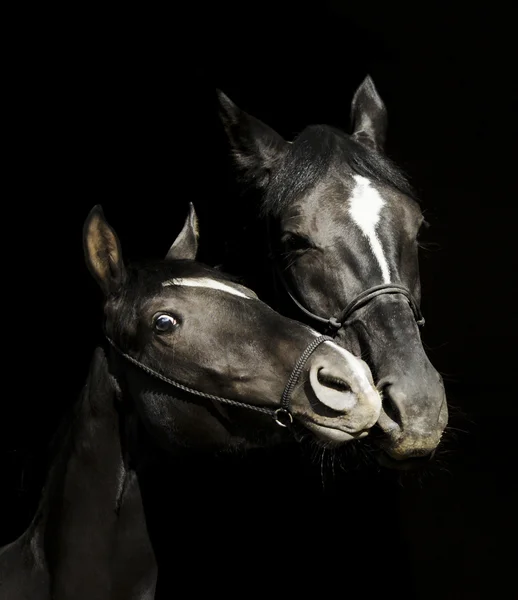 Dos caballos negros con un fuego blanco en la cabeza con halter están de pie uno al lado del otro sobre un fondo negro —  Fotos de Stock