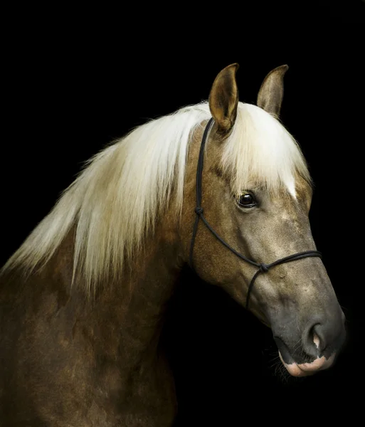 Cheval brun clair en licou avec une crinière blanche sur fond noir — Photo