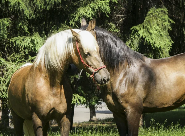 Deux chevaux bruns avec une crinière blanche et noire debout sur l'herbe sur fond d'arbres verts — Photo