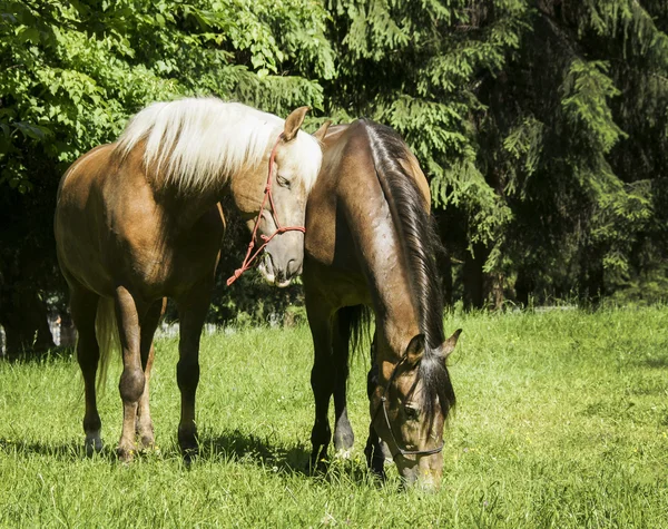 iki at bir beyaz ve bir siyah yele ayakta çim yeşil ağaçlar arka plan üzerinde kahverengi