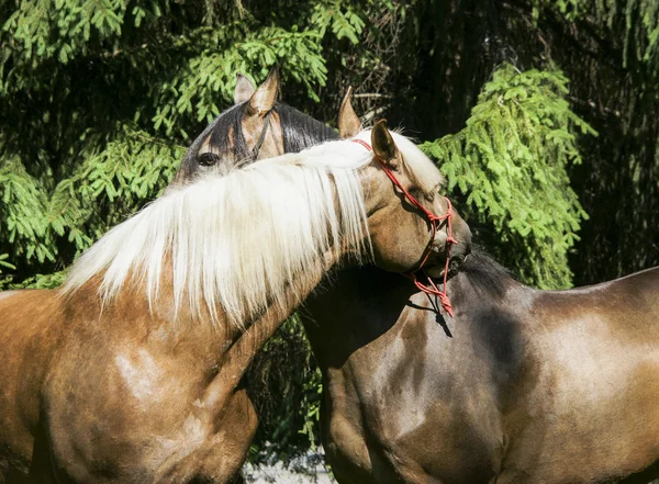 Deux chevaux bruns avec une crinière blanche et noire debout sur l'herbe sur fond d'arbres verts — Photo