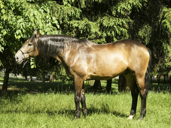Světle hnědý kůň s černou hřívou a ocasem, na trávníku na pozadí zelených stromů — Stock fotografie