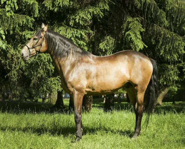 Cavalo marrom claro com crina preta e cauda em pé na grama em um fundo de árvores verdes — Fotografia de Stock