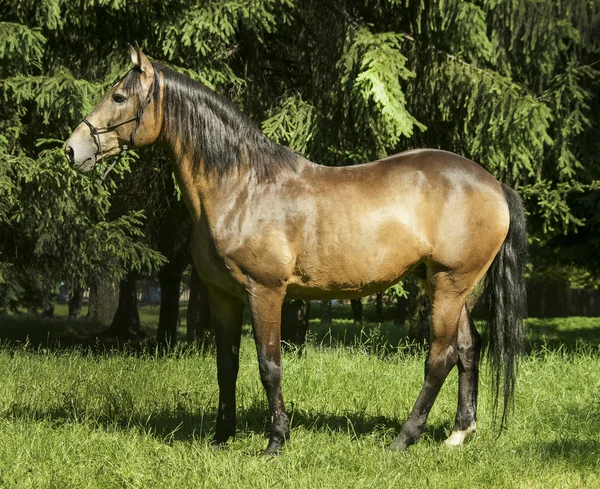 Světle hnědý kůň s černou hřívou a ocasem, na trávníku na pozadí zelených stromů — Stock fotografie