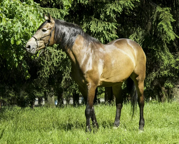 Light brown horse with black mane and tail standing on the grass on a background of green trees — Stock Photo, Image