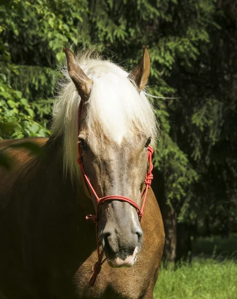 Cavalo marrom claro com crina preta estão de pé sobre a grama em um fundo de árvores verdes — Fotografia de Stock