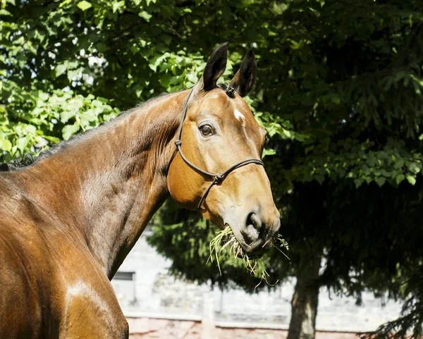 Röd häst med en vit fläck på hans huvud står klädd i en grimma på en bakgrund av gröna träd — Stockfoto