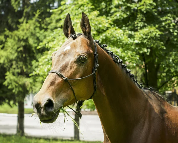 Red horse with a white spot on his head stands dressed in a halter on a background of green trees — Stock Photo, Image