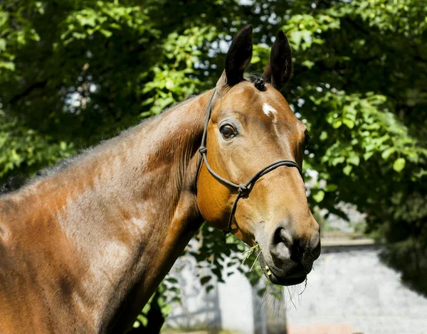 Röd häst med en vit fläck på hans huvud står klädd i en grimma på en bakgrund av gröna träd — Stockfoto