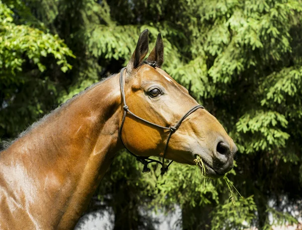 red horse with a white spot on his head stands dressed in a halter on a background of green trees