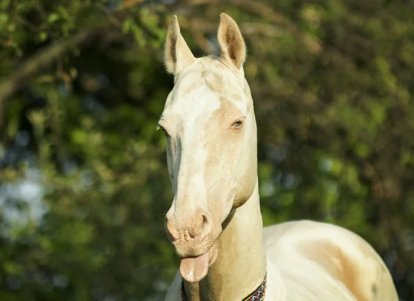 White horse standing on a background of green trees Stock Image
