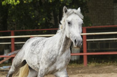 padok kum üzerinde üzerinde ışık yele ile gri at