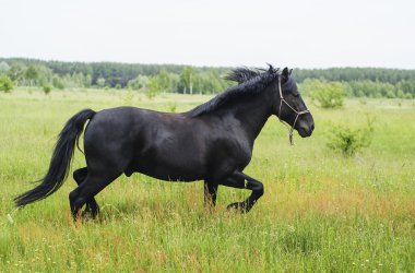 bir uzun yele ve kuyruk uzun otların yeşil bir alana ile güzel siyah at