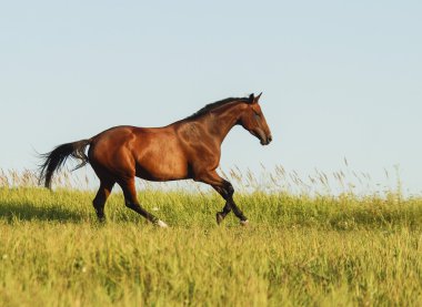 bir siyah yele ve kuyruk bir alanda yeşil çimenlerin üzerinde çalışan ile kırmızı at