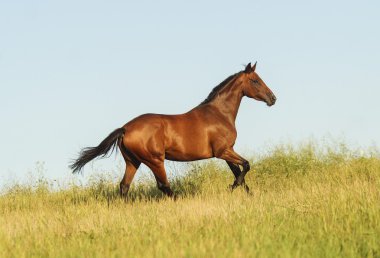 bir siyah yele ve kuyruk bir alanda yeşil çimenlerin üzerinde çalışan ile kırmızı at