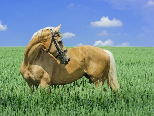 Caballo de color marrón claro con una melena blanca y cola se encuentra en un campo verde bajo un cielo azul — Foto de Stock