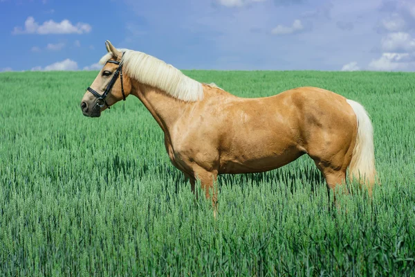 Světle hnědý kůň s bílou hřívou a ocasem stojí v zelené oblasti pod modrou oblohou — Stock fotografie