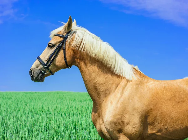 Caballo de color marrón claro con una melena blanca y cola se encuentra en un campo verde bajo un cielo azul —  Fotos de Stock