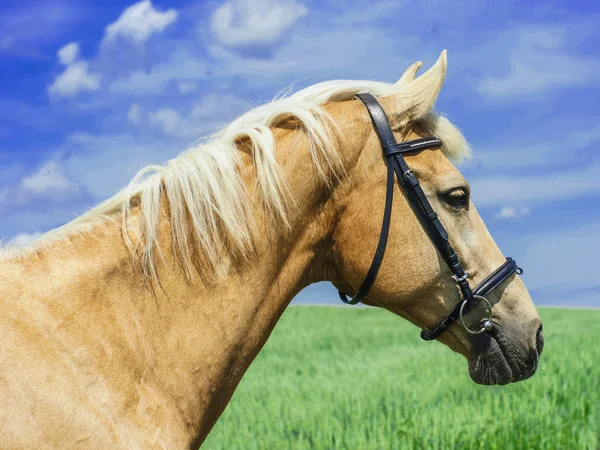 Cavalo marrom claro com uma crina branca e cauda fica em um campo verde sob um céu azul — Fotografia de Stock