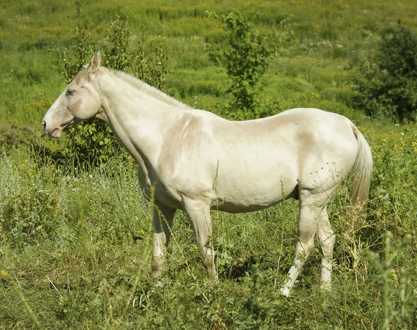 Γκρίζο άλογο στέκεται σε έναν τομέα για το πράσινο γρασίδι — Φωτογραφία Αρχείου