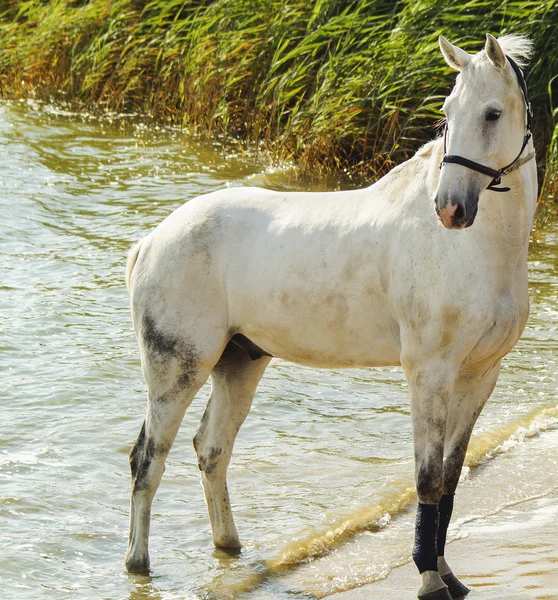 Caballo blanco en un halter negro se encuentra en la hierba amarilla cerca del río lago — Foto de Stock