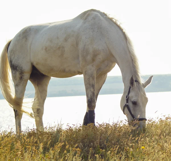 siyah Askılı beyaz at lake Nehri yakınında sarı çim üzerinde duruyor