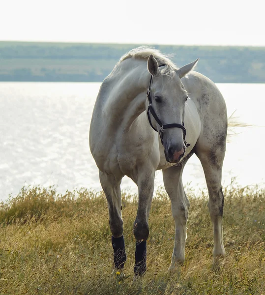 siyah Askılı beyaz at lake Nehri yakınında sarı çim üzerinde duruyor