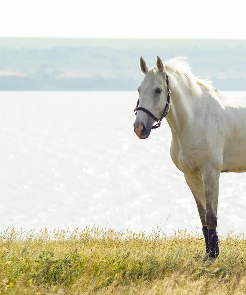 黑色吊带白马站在黄色的草湖河附近 — 图库照片