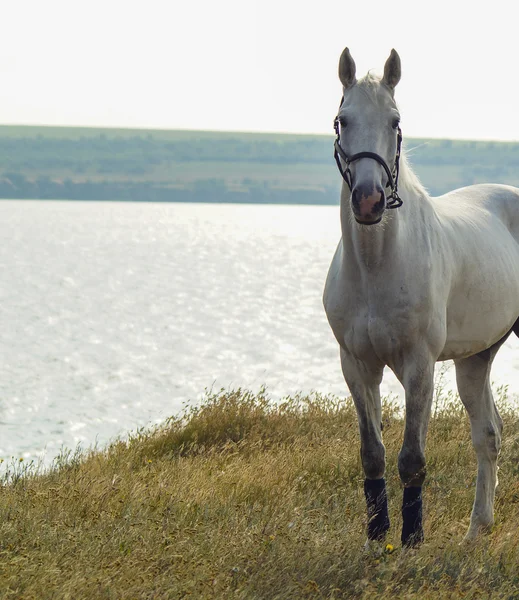 黒のホルター ネックの白い馬湖川の近くの黄色の草の上に立つ — ストック写真