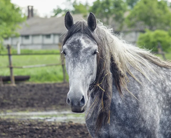 砂の上パドックに光のたてがみを持つ灰色の馬 — ストック写真