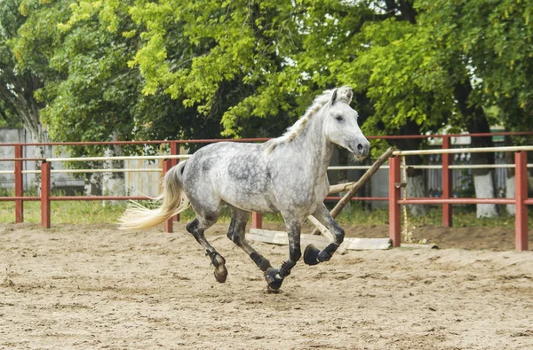 Cavallo grigio con criniera leggera sul paddock sulla sabbia — Foto Stock