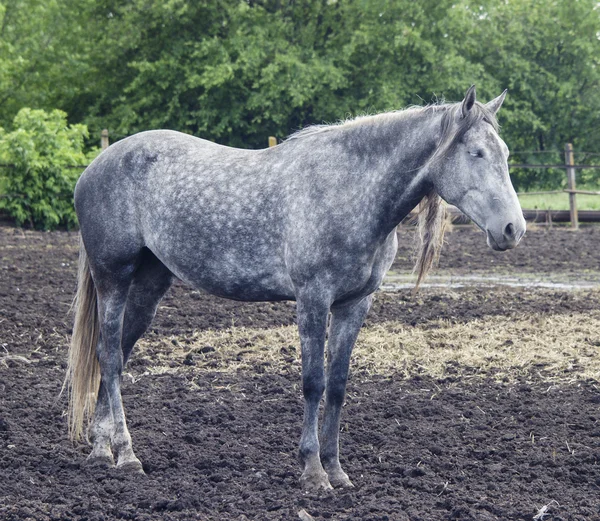 砂の上パドックに光のたてがみを持つ灰色の馬 — ストック写真