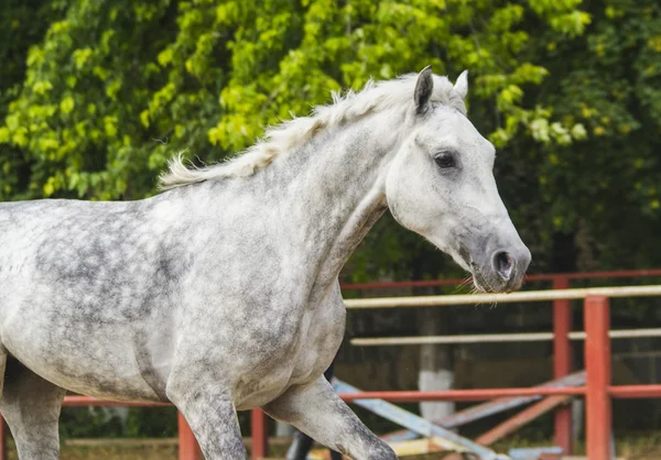 Cavalo cinza com crina leve no cais na areia — Fotografia de Stock