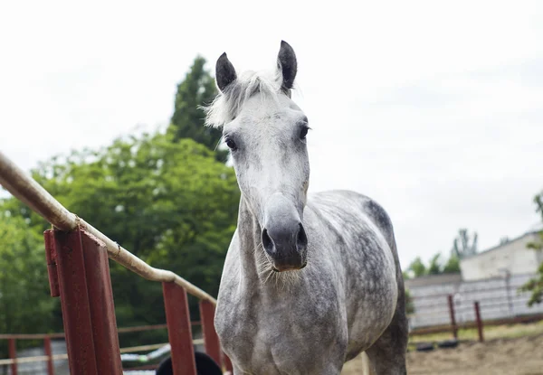 Cavallo grigio con criniera leggera sul paddock sulla sabbia — Foto Stock