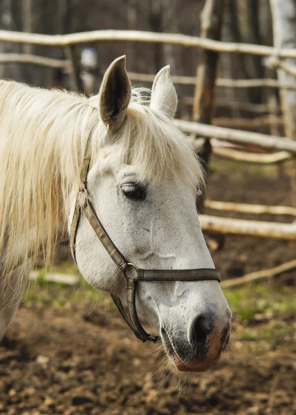 Cheval gris avec crinière légère sur le paddock sur le sable — Photo