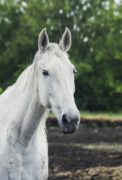 Caballo gris con melena clara en el paddock en la arena — Foto de Stock