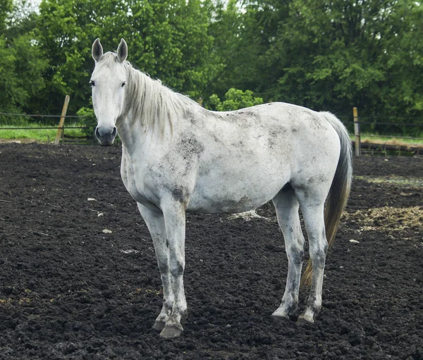 Cheval gris avec crinière légère sur le paddock sur le sable — Photo