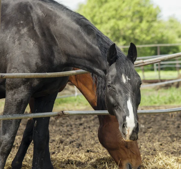 kafasında beyaz bir yangın ile siyah at padok çitin yanında mevcuttur