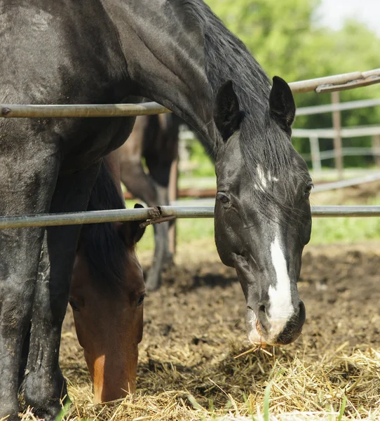 kafasında beyaz bir yangın ile siyah at padok çitin yanında mevcuttur
