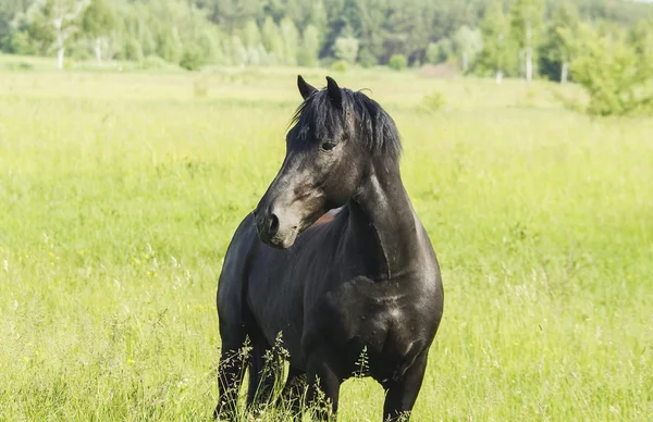 Bellissimo cavallo nero con una lunga criniera e coda in un campo verde con erba alta — Foto Stock