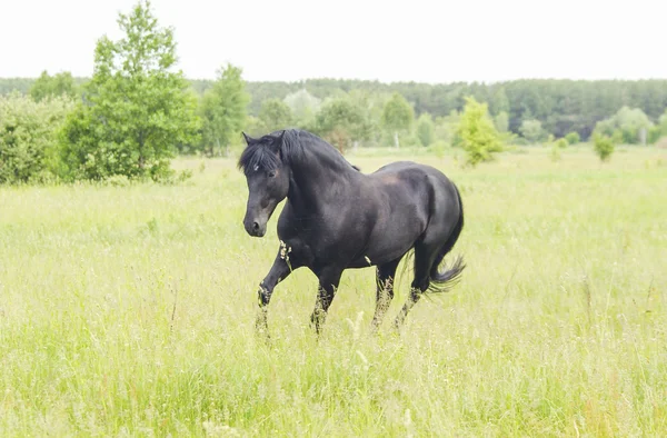 bir uzun yele ve kuyruk uzun otların yeşil bir alana ile güzel siyah at