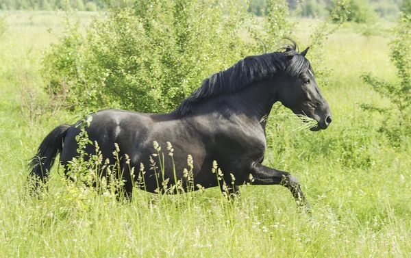Hermoso caballo negro con una melena larga y cola en un campo verde con hierba alta — Foto de Stock