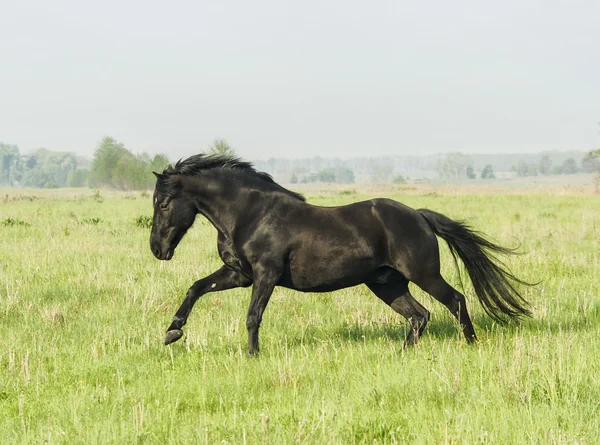 Schönes schwarzes Pferd mit langer Mähne und Schwanz in einem grünen Feld mit hohem Gras — Stockfoto