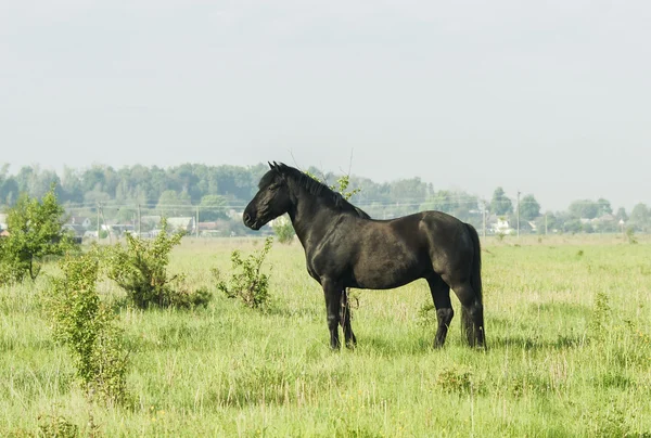 Hermoso caballo negro con una melena larga y cola en un campo verde con hierba alta — Foto de Stock