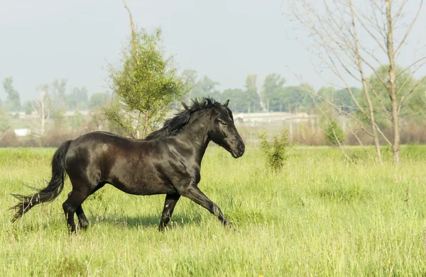 Hermoso caballo negro con una melena larga y cola en un campo verde con hierba alta — Foto de Stock