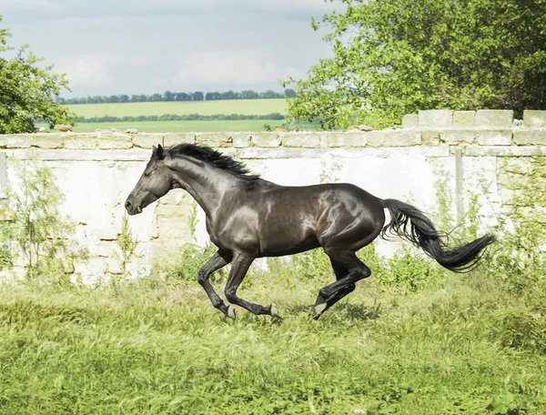 Hermoso caballo negro con una melena larga y cola en un campo verde con hierba alta — Foto de Stock